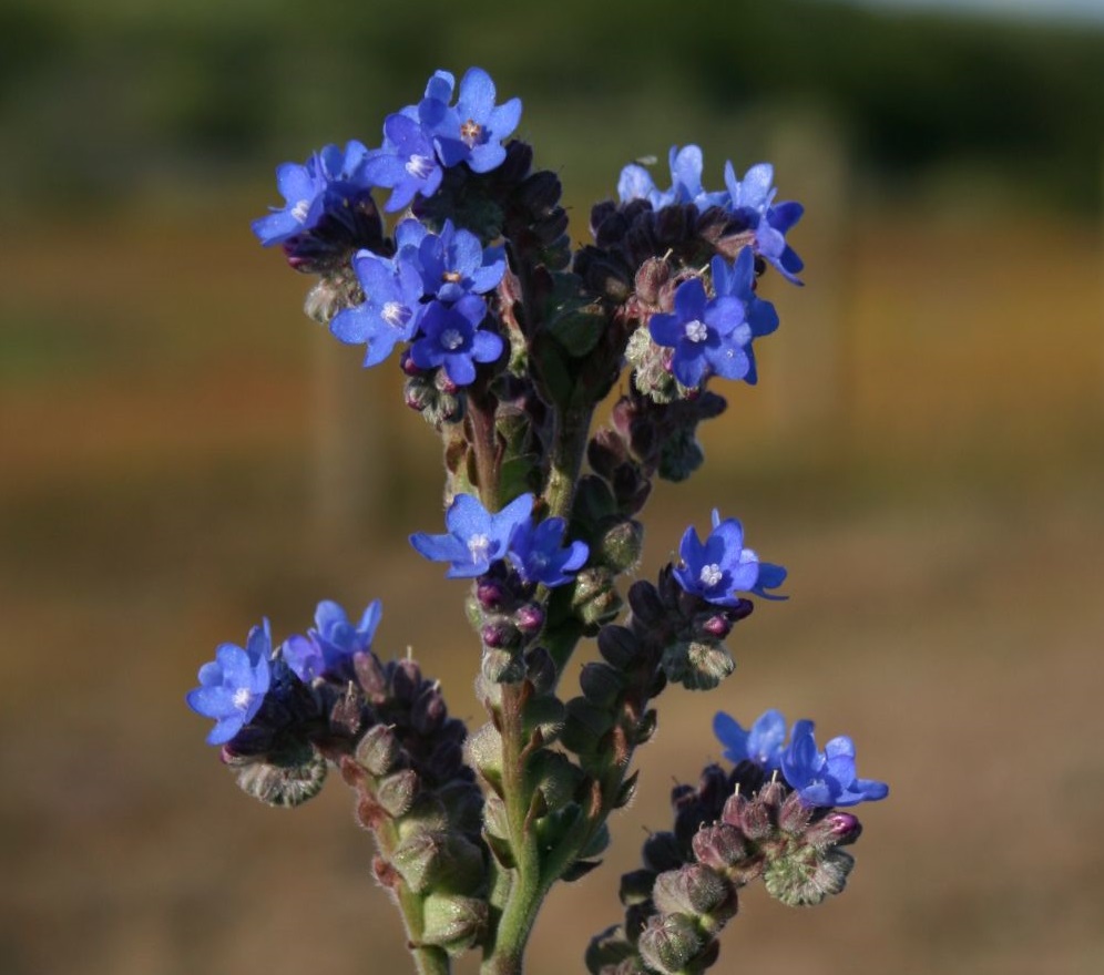common bugloss