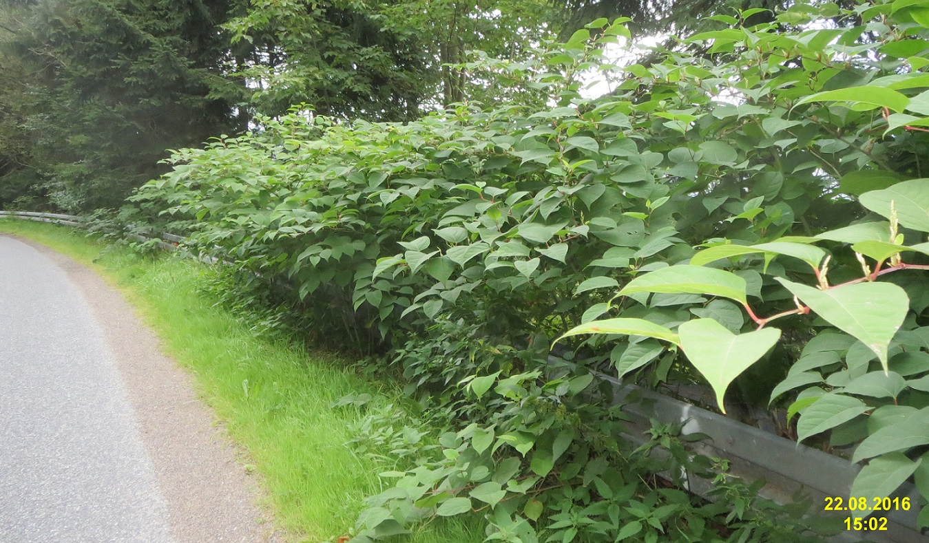 knotweed