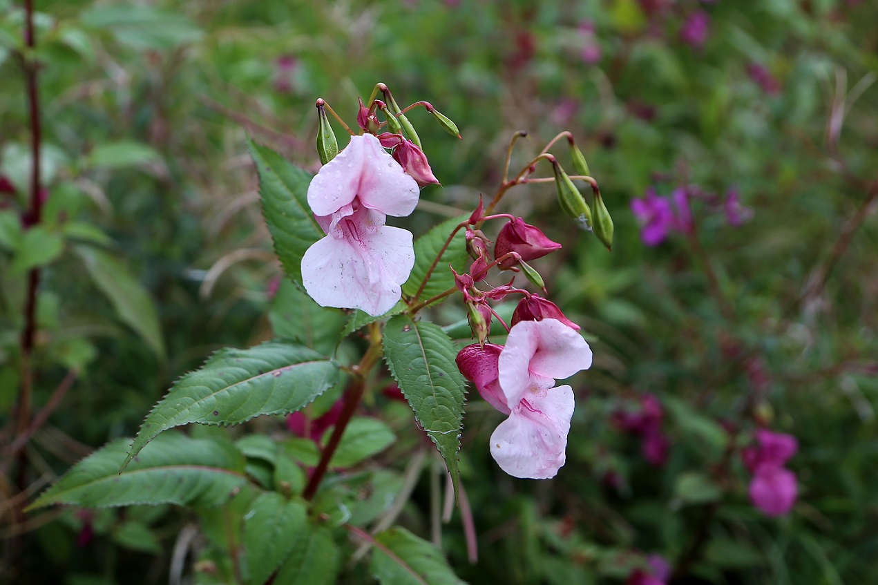 himalayan balsam