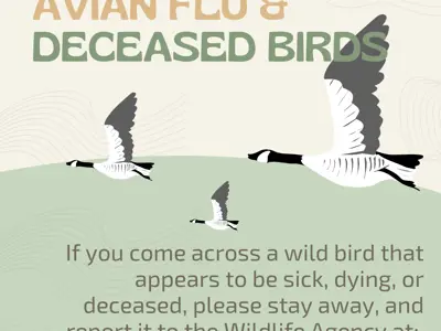Avian-Flu-2.png